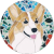 Photo of corgi gal